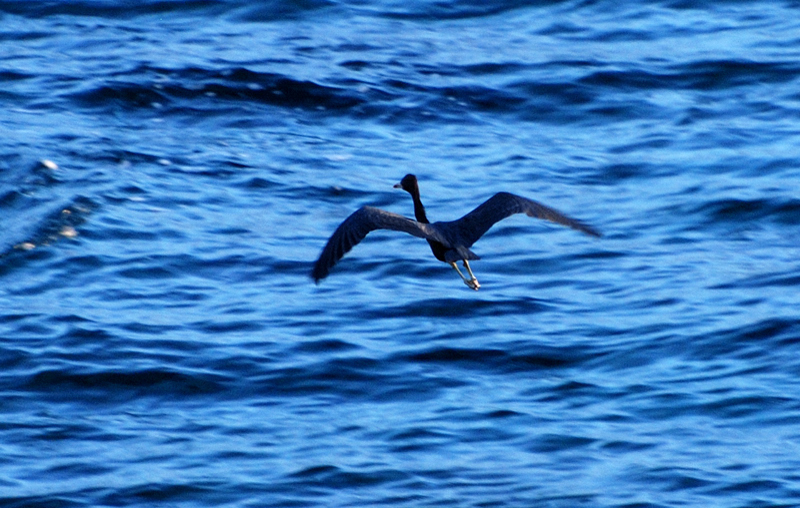 TricoloredHeron_1187