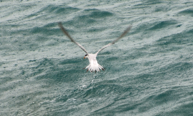 Tern_0489